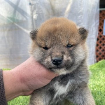 柴犬(標準サイズ)【広島県・女の子・2022年12月24日・赤】の写真「優良血統の柴犬ちゃん」