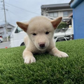 柴犬(標準サイズ)【広島県・男の子・2022年7月26日・白】の写真「可愛い小ぶりの白柴」