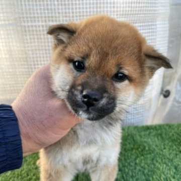 柴犬(標準サイズ)【広島県・男の子・2022年12月2日・赤】の写真「可愛い柴犬」