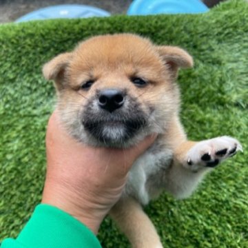 柴犬(標準サイズ)【広島県・男の子・2023年7月11日・赤】の写真「可愛い柴犬」