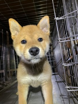 柴犬(標準サイズ)【広島県・男の子・2019年4月23日・赤】の写真「健康的で活発な子犬です！」