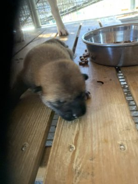 柴犬(標準サイズ)【広島県・男の子・2020年8月8日・あか】の写真「優良血統で遺伝子検査クリアの親から産まれました」