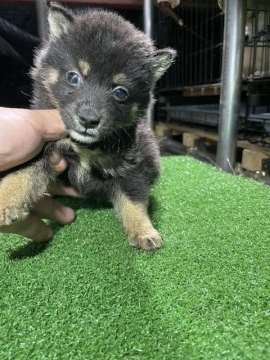 柴犬(標準サイズ)【広島県・男の子・2021年8月31日・黒】の写真「ミニサイズの黒柴」