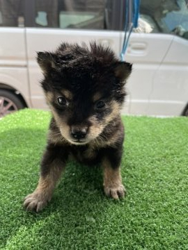 柴犬(標準サイズ)【広島県・女の子・2021年8月31日・黒】の写真「ミニサイズの黒柴」