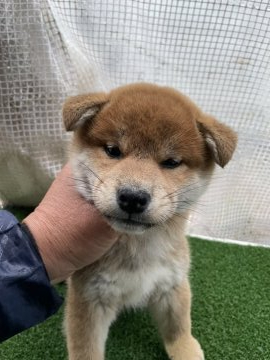 柴犬(標準サイズ)【広島県・男の子・2022年2月27日・赤】の写真「可愛い柴ちゃん」