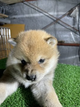 柴犬(標準サイズ)【広島県・女の子・2020年11月25日・赤】の写真「綺麗な毛艶です」