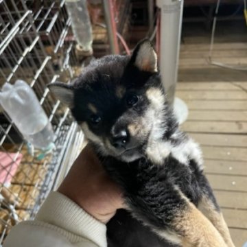 柴犬(標準サイズ)【広島県・女の子・2023年10月25日・黒】の写真「可愛い黒柴」