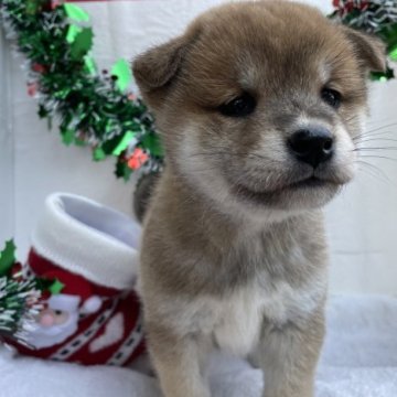 柴犬(標準サイズ)【広島県・女の子・2023年10月16日・赤】の写真「柴犬ちゃん🧸」