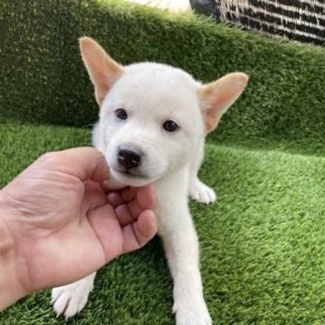 柴犬(標準サイズ)【広島県・男の子・2022年6月10日・白】の写真「可愛い白柴」