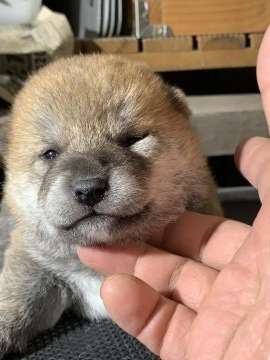 柴犬(標準サイズ)【広島県・女の子・2019年5月4日・赤】の写真「両親共に優良血統入賞犬です！！」