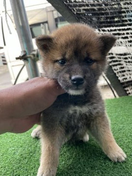 柴犬(標準サイズ)【広島県・男の子・2022年3月27日・赤】の写真「可愛い柴ちゃん」