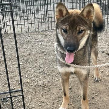 柴犬(標準サイズ)【広島県・男の子・2021年12月4日・胡麻】の写真「希少な黒胡麻です」