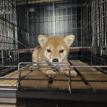 柴犬(標準サイズ)【広島県・女の子・2024年5月8日・赤】の写真「可愛い柴犬」