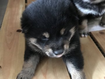 柴犬(標準サイズ)【広島県・男の子・2017年11月15日・黒柴】の写真「順調に成長してます、可愛さいっぱいです」