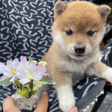 柴犬(標準サイズ)【広島県・女の子・2024年3月1日・赤】の写真「3兄妹⛄️」