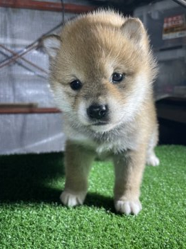 柴犬(標準サイズ)【広島県・女の子・2020年11月25日・赤】の写真「優良血統から産まれた柴犬です」