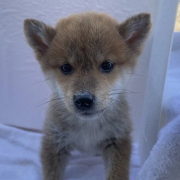 柴犬(標準サイズ)【広島県・男の子・2023年10月24日・赤】の写真「男4兄弟✨」