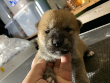 柴犬(標準サイズ)【広島県・女の子・2019年8月22日・赤】の写真「健康で元気があります」