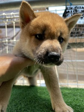 柴犬(標準サイズ)【広島県・男の子・2021年6月18日・赤】の写真「毛艶のいい柴犬」