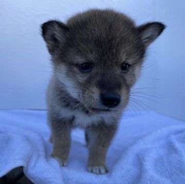 柴犬(標準サイズ)【広島県・男の子・2023年11月13日・胡麻】の写真「4兄妹の男の子👦🏻⭐️」