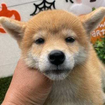 柴犬(標準サイズ)【広島県・男の子・2023年7月11日・赤】の写真「可愛い柴犬です」