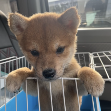 柴犬(標準サイズ)【広島県・男の子・2024年7月24日・赤】の写真「可愛い柴犬」