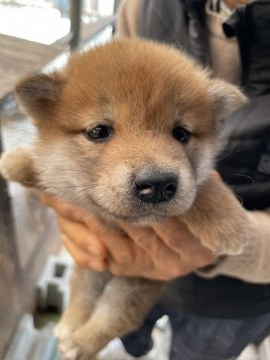 柴犬(標準サイズ)【広島県・男の子・2022年3月5日・赤】の写真「可愛い柴ちゃん」