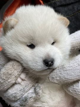 柴犬(標準サイズ)【広島県・男の子・2022年1月20日・白】の写真「可愛い白柴」