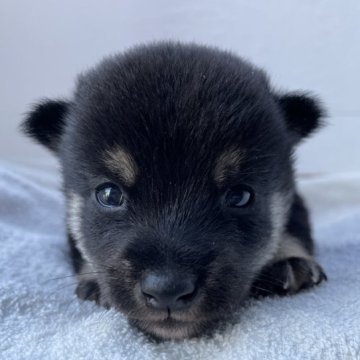 柴犬(豆柴)【広島県・男の子・2023年10月11日・黒】の写真「可愛い豆柴くん👦🏻」