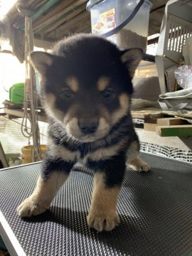 柴犬(標準サイズ)【広島県・男の子・2019年4月7日・黒】の写真「本日成約で特別価格でご案内させて頂きます！」