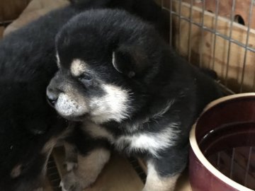 柴犬(標準サイズ)【広島県・女の子・2017年11月15日・黒】の写真「順調に育っていて可愛さいっぱいです」