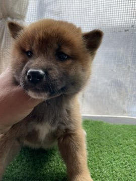 柴犬(標準サイズ)【広島県・男の子・2022年2月7日・赤】の写真「元気のいい柴犬」