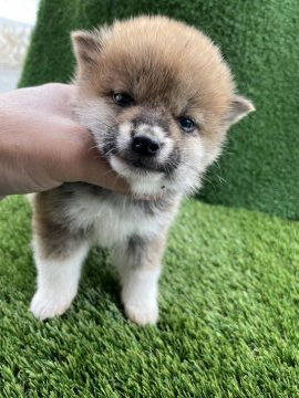 柴犬(豆柴)【広島県・男の子・2021年12月10日・赤】の写真「可愛い小ぶりの柴犬」