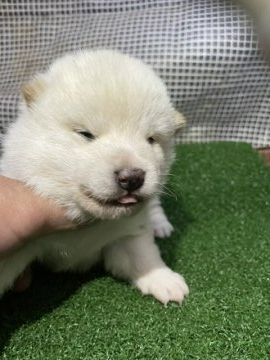 柴犬(標準サイズ)【広島県・男の子・2021年10月25日・白】の写真「純白な白柴」