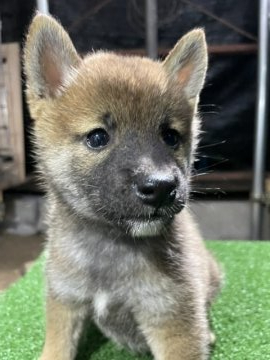 柴犬(標準サイズ)【広島県・女の子・2021年8月25日・赤】の写真「毛色のいい柴犬」