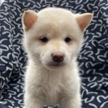 柴犬(標準サイズ)【広島県・女の子・2024年1月6日・白】の写真「女の子‎🤍スーパーホワイトだよー」