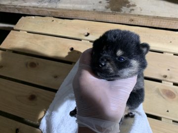 柴犬(標準サイズ)【広島県・女の子・2019年4月7日・黒】の写真「元気な子犬です！」