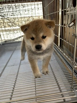 柴犬(標準サイズ)【広島県・男の子・2019年5月4日・赤】の写真「両親共に入賞犬で優良な犬です！」