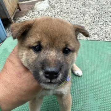 豆柴【広島県・男の子・2024年9月19日・赤】の写真「可愛い豆柴」