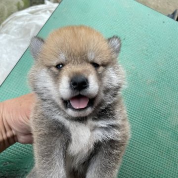 柴犬(標準サイズ)【広島県・男の子・2024年6月22日・赤】の写真「可愛い柴犬」