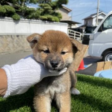 柴犬(標準サイズ)【広島県・女の子・2022年8月10日・赤】の写真「可愛い柴犬ちゃん」