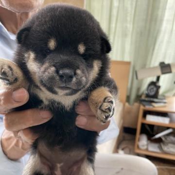 柴犬(標準サイズ)【広島県・女の子・2022年6月9日・黒】の写真「可愛い黒柴」