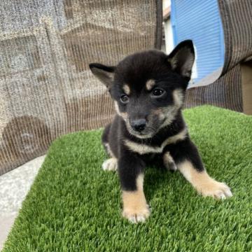 柴犬(豆柴)【広島県・男の子・2022年6月24日・黒】の写真「可愛い豆柴です」