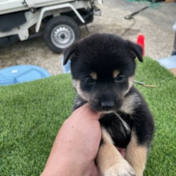 柴犬(豆柴)【広島県・男の子・2023年6月19日・黒】の写真「可愛い豆柴」