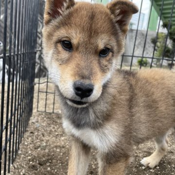 柴犬(標準サイズ)【広島県・男の子・2023年8月15日・胡麻】の写真「胡麻くん
フード３キロプレゼント🎁🎁」