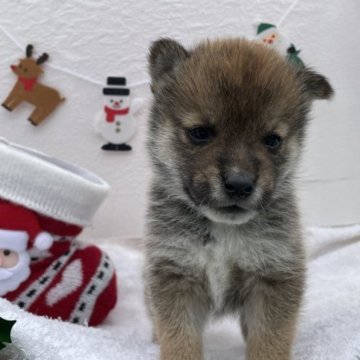 柴犬(標準サイズ)【広島県・男の子・2023年10月24日・赤】の写真「男4兄弟🌟」