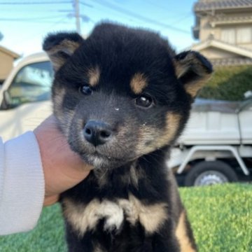 柴犬(標準サイズ)【広島県・女の子・2022年11月24日・黒】の写真「可愛い黒柴です」