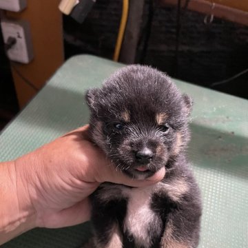 柴犬(標準サイズ)【広島県・女の子・2024年9月9日・黒】の写真「可愛い黒柴」