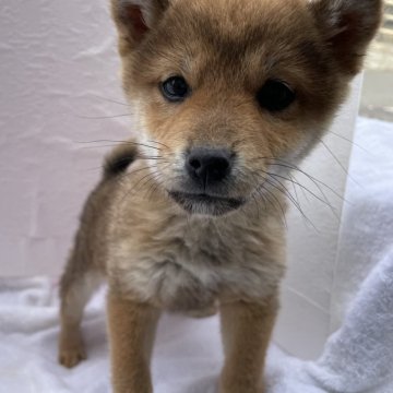 柴犬(標準サイズ)【広島県・女の子・2023年10月7日・赤】の写真「まんまる柴犬ちゃん😇」