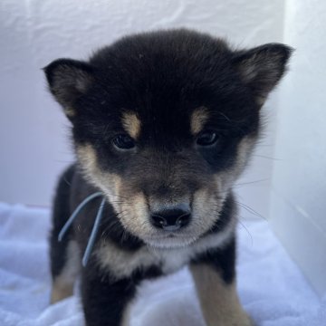 柴犬(標準サイズ)【広島県・男の子・2023年11月16日・黒】の写真「大人しい黒柴3兄妹」